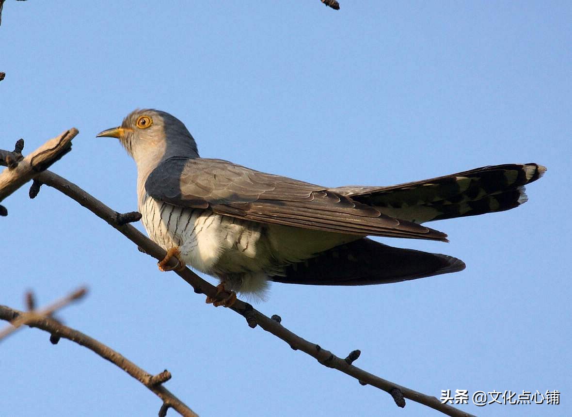 李白一首最经典的咏酒诗,李白哪一句诗句惊艳了你