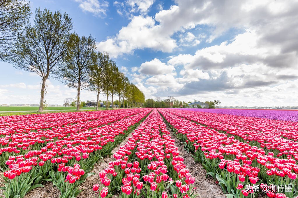 如何拍郁金香才有意境,郁金香拍照姿势怎么拍好看
