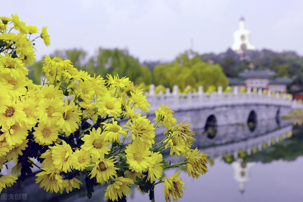重阳节赏菊花的介绍,赏菊打卡好去处