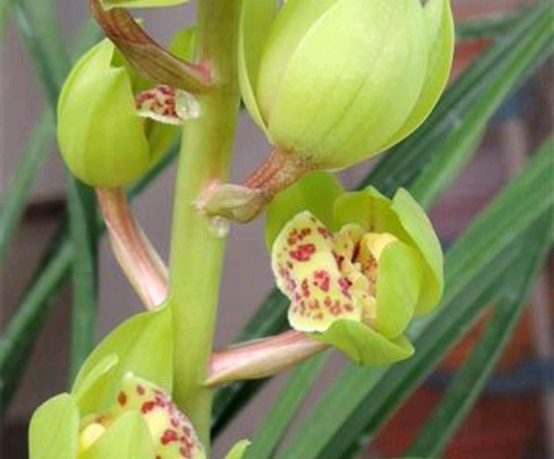 蕙兰有花苞了这个时候放什么肥料,蕙兰开花苞后怎么养护