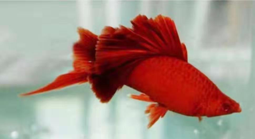 咋样养殖红箭鱼,好养的红箭鱼