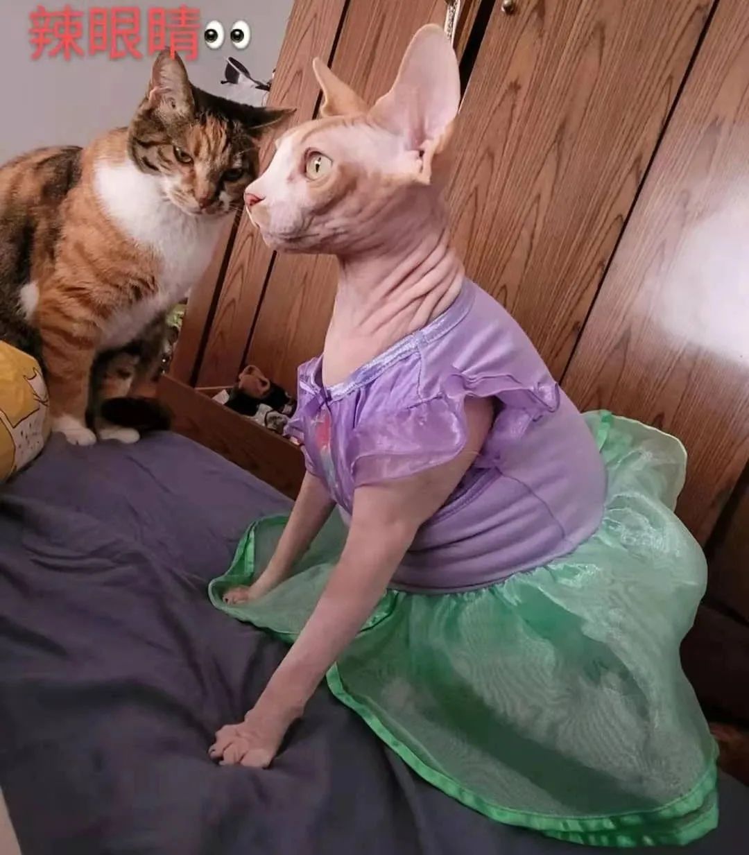 小猫咪穿上衣服变乖了,小猫咪穿的小公主裙
