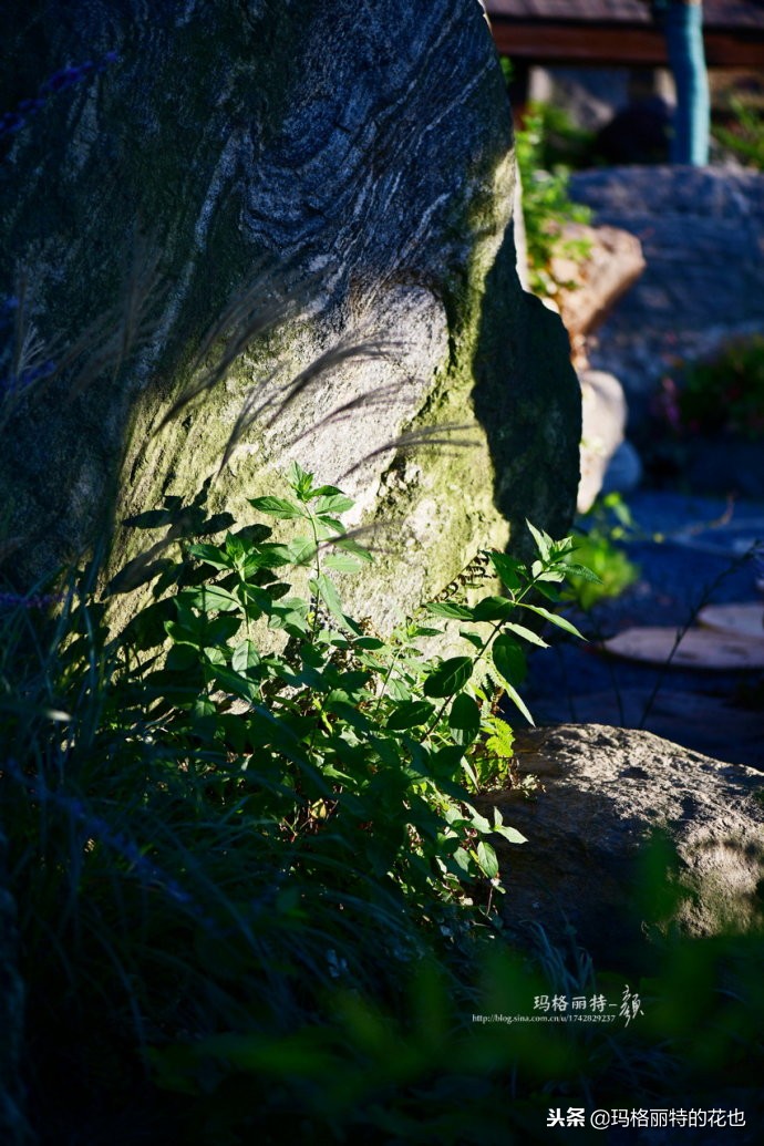 这座半山半水的土豪庭院，成了大多数男人的梦想｜花园拜访