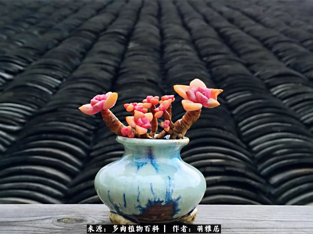 鍒濆啲鏆栭槼鍥寸倝鐓尪,鍐洦鍝佽尪