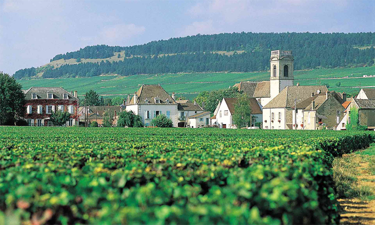 香槟酒如何选,香槟怎么选择