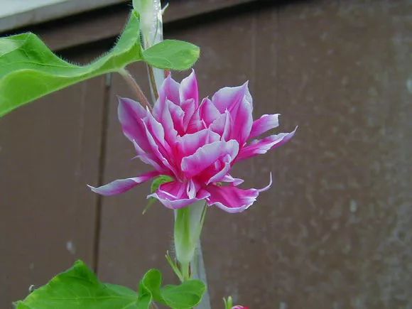 牵牛花到处都可以肆无忌惮的生长,不常见的品种,美出天际!