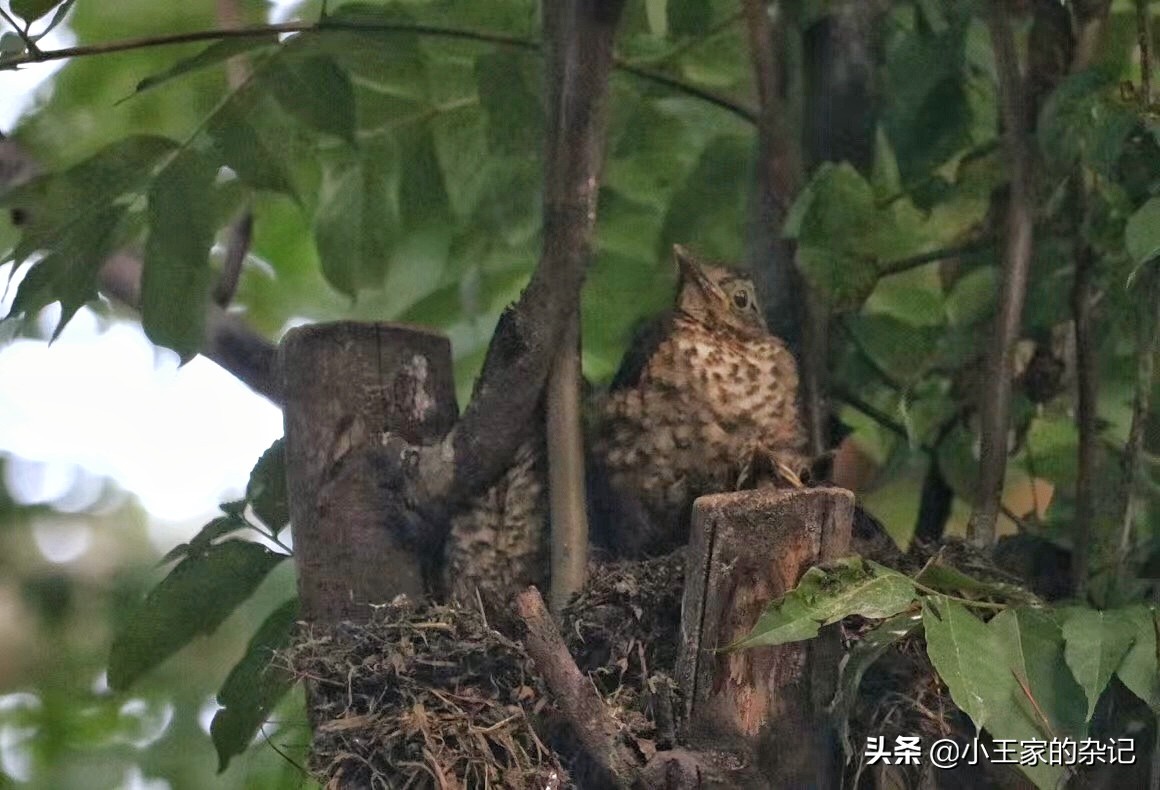 国际爱鸟日天桥岭,国际爱鸟日