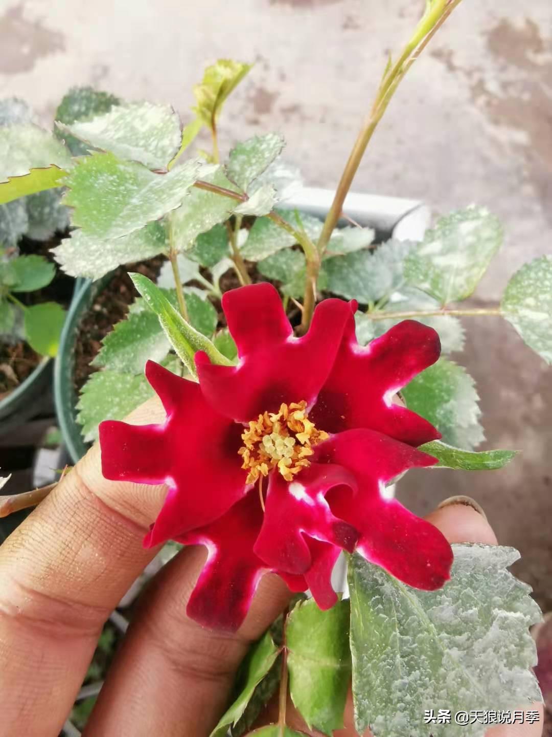 优雅女士月季花,奇葩月季品种图片