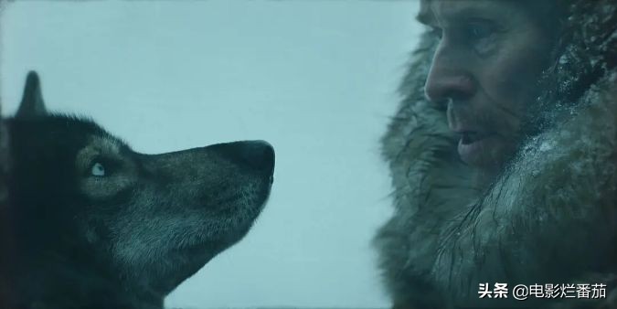 二哈多哥极限逃跑,多哥为什么跟其他哈士奇不一样