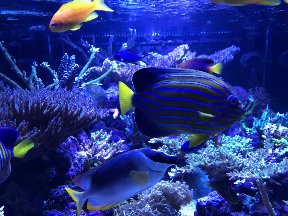 经典海水礁岩生态缸分享，180×120×60厘米三面观赏海缸