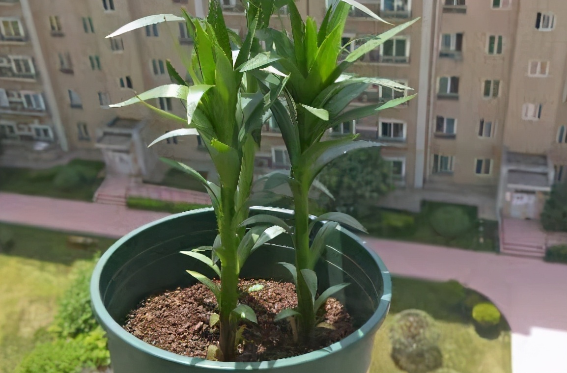 盆栽百合叶子发黄怎么办,新鲜百合冷冻后发黄是什么原因