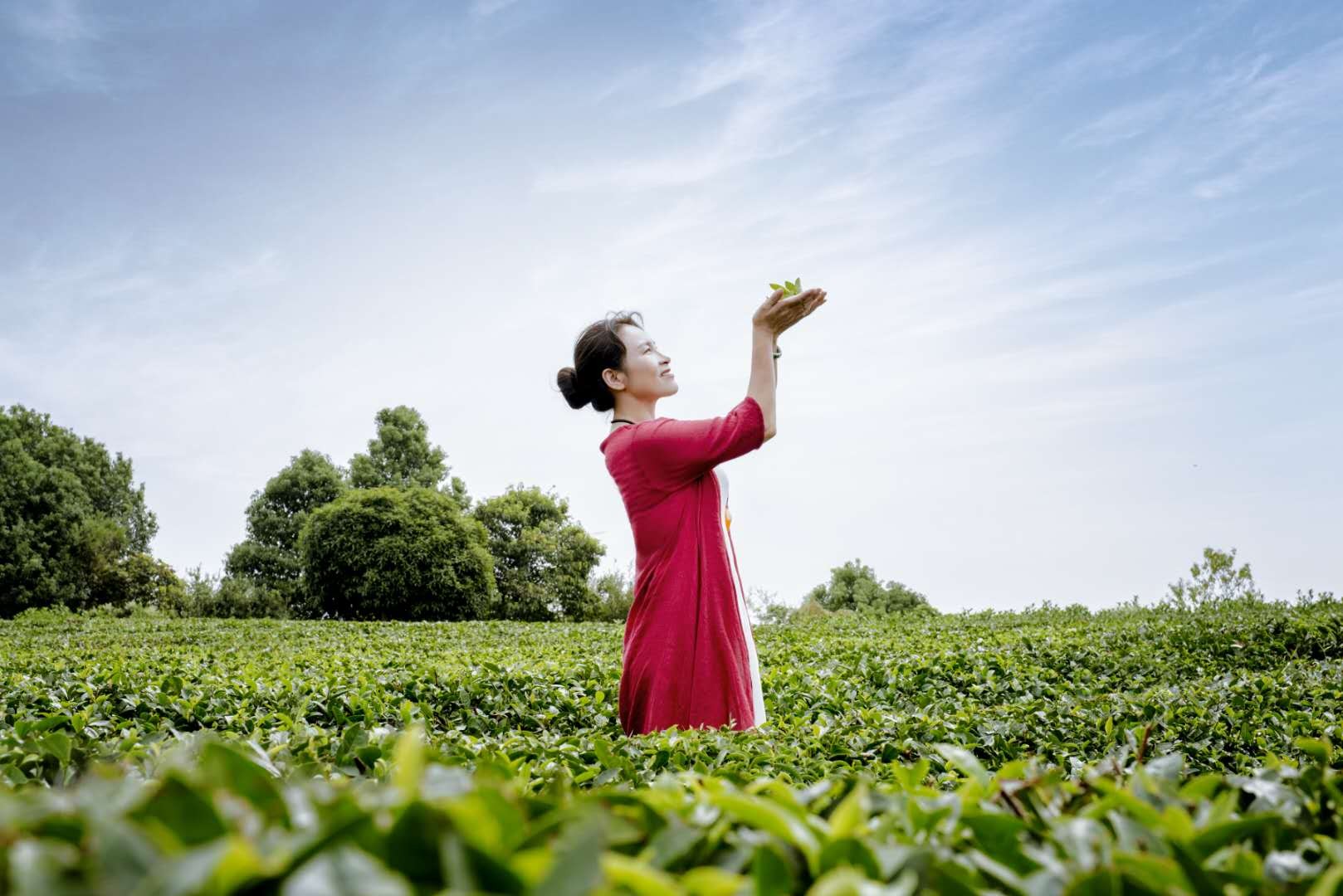 国茶大师张流梅,张流梅中国制茶大师