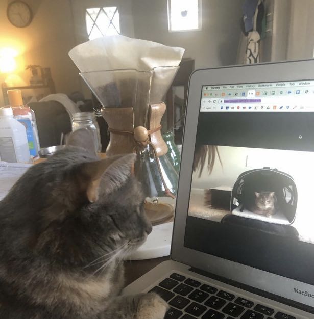 新冠病毒国外怎么防控,新冠病毒国外防控