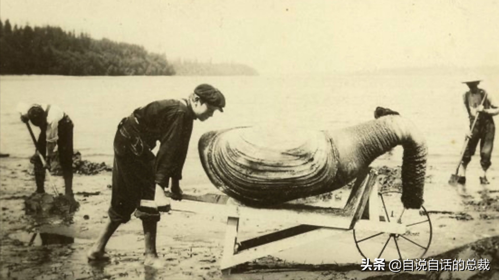 蛏子与小人蚬的区别,贻贝蛤蜊有什么区别