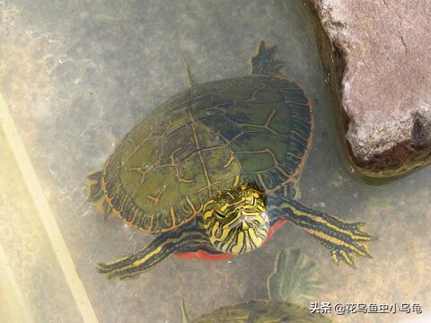 新手养乌龟该养哪种乌龟最好养活,养乌龟需要多备加热器和乌龟缸吗