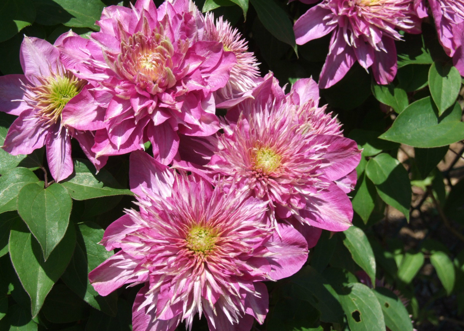 一棵就能爬满墙？这波操作服了