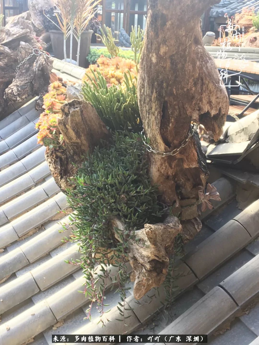 涓冨僵浜戝崡澶氳倝,浜戝崡澶氳倝涔嬫梾