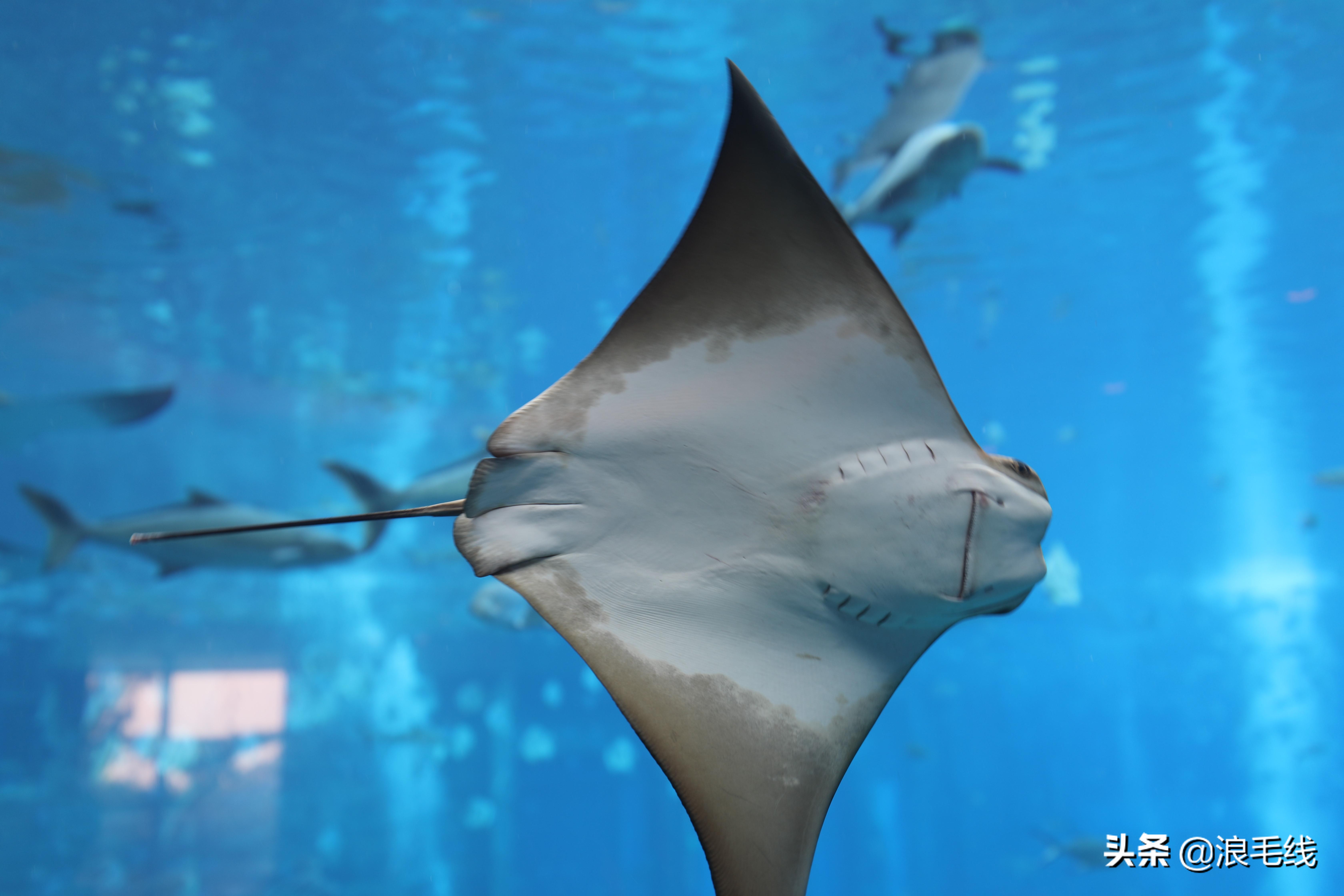 李现拍戏住的三亚酒店多少钱一晚,住韩商言同款酒店