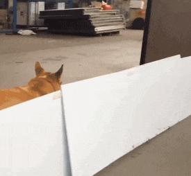 开心一刻gif搞笑动图,搞笑gif段子看起来能量满满