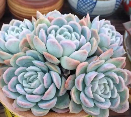 夏养多肉冰梅容易黑腐化水？盆栽往3方面下功夫，看着仙气飘飘