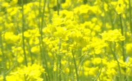 崂山花海,青岛崂山花海