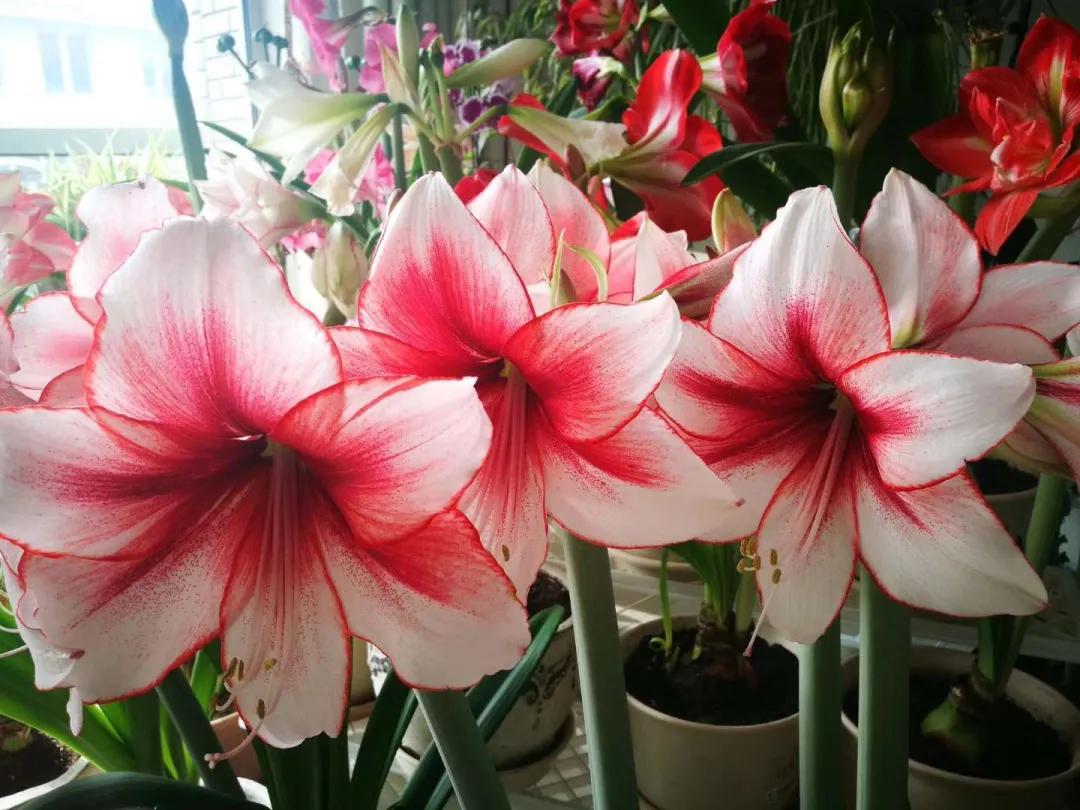 北方一年四季都开花的花园,东北花园四季开花植物