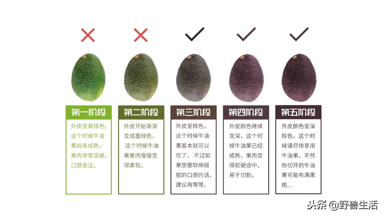 牛油果是真有营养还是虚假宣传,被捧上天却毫无作用的食物