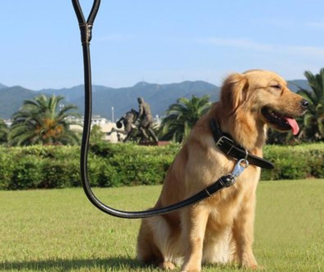 窃贼花1万买下“金钱豹”，狗主人以为捡大便宜，不成想赔了夫人又折兵