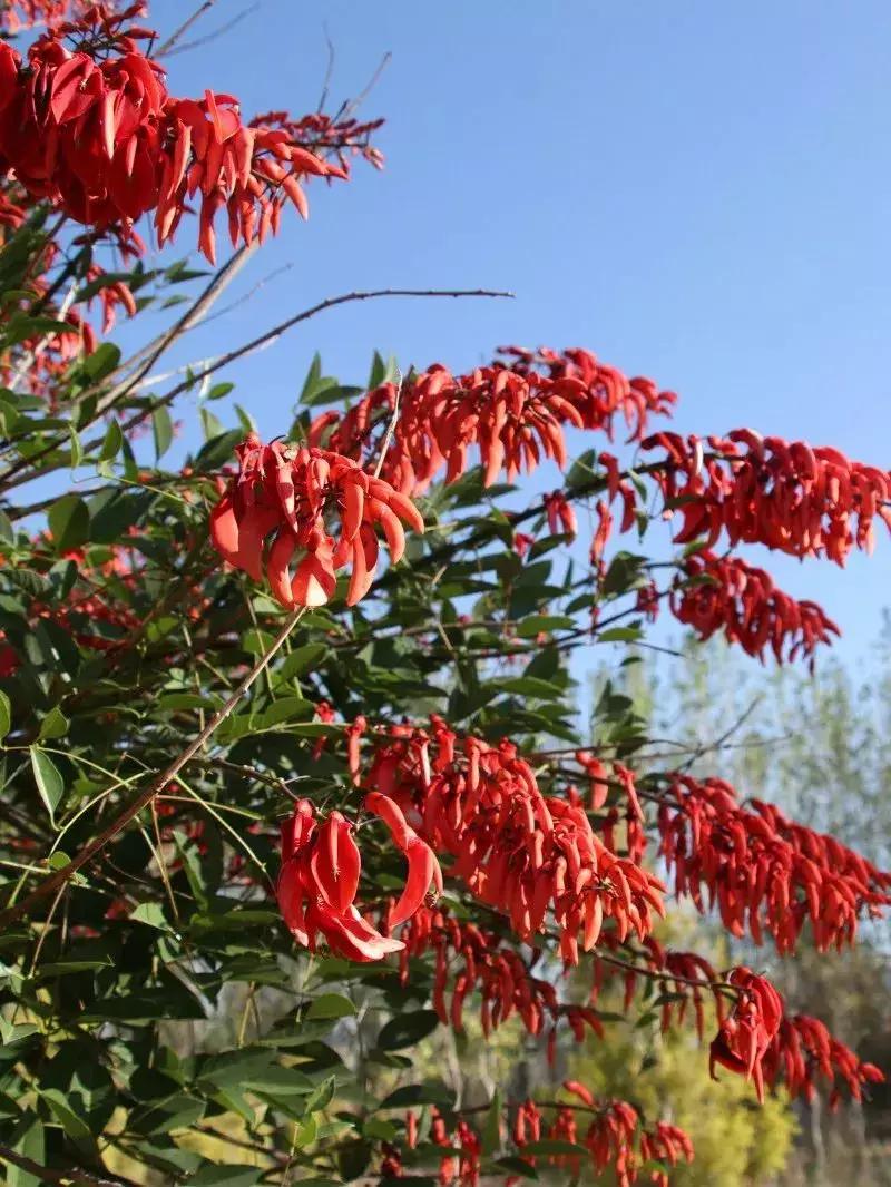 凉山州哪里可以赏花,西昌赏花攻略