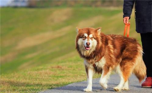 养阿拉斯加必须知道这几点,养阿拉斯加到底难不难