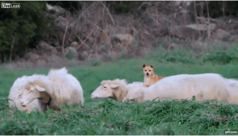 英语俗语谚语常用语,英语俚语俗语大全