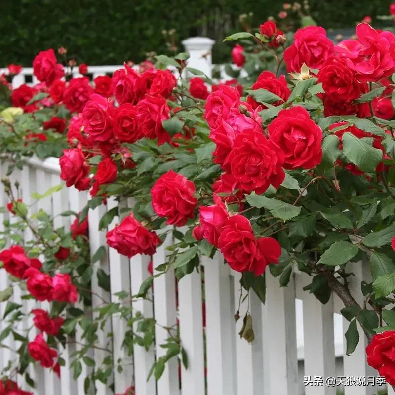 阳台还可以种植什么花种,阳台上也可以种出好看的花