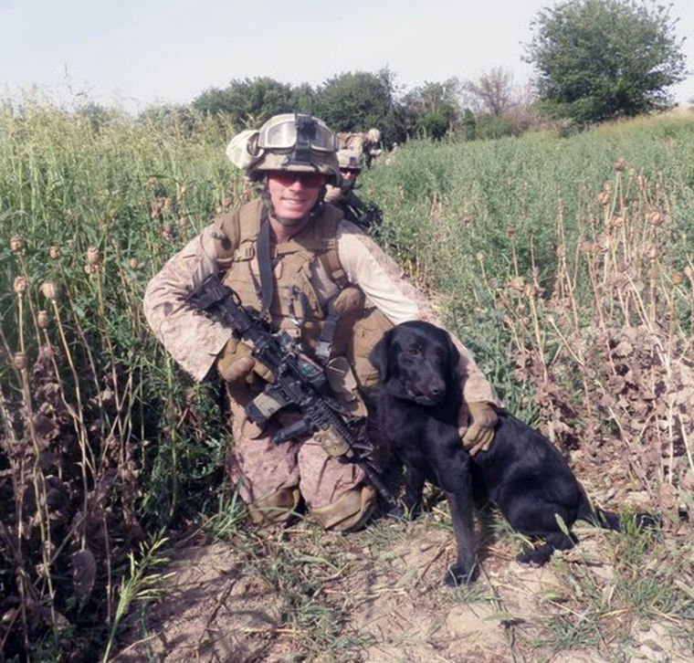 世界唯一一只哈士奇军犬,哈士奇八大猛犬