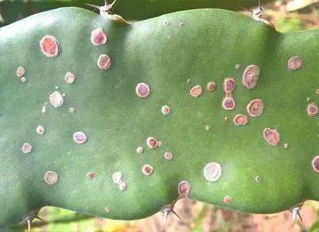 细菌感染治疗不彻底,作物细菌病害用什么药