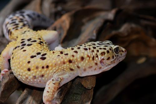 小朋友养了一个超级小的豹纹守宫,饲养可爱又呆萌傻傻的豹纹守宫