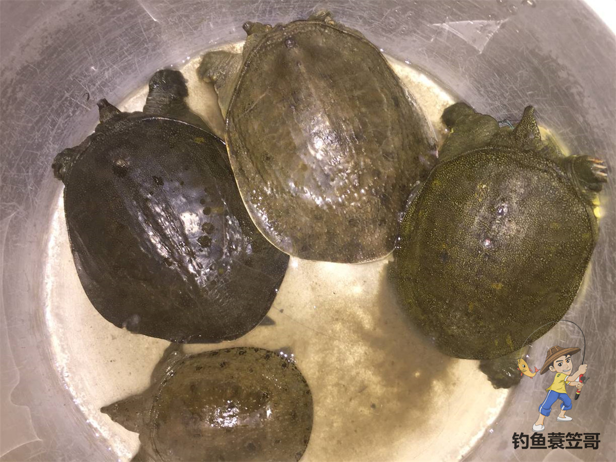 野钓鲫鱼爆护,野钓怎么提高鱼获呢