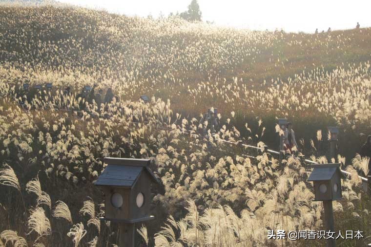 黄金色的芒草，让秋天多了份文艺的风情，日本国内最美芒草名所