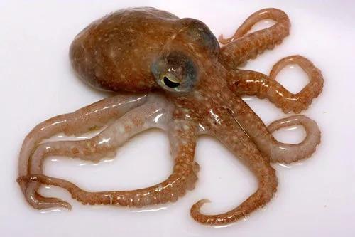 海鲜章鱼墨鱼一年四季都有么,荣成海鲜美食推荐最全攻略