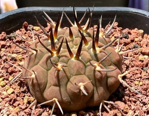 148个仙人球品种大全,100个仙人球品种