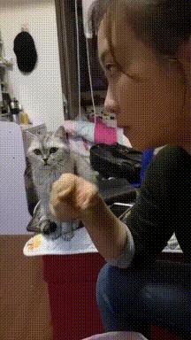 搞笑GIF开心一刻:姑娘你晚上睡觉,你要小心你家这只猫