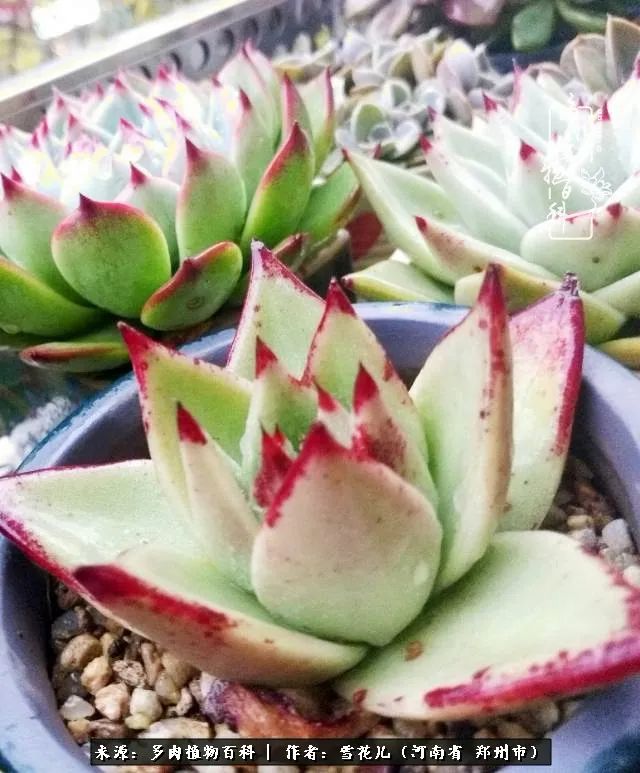 我的多肉乐园,多肉三寸阳台效果图