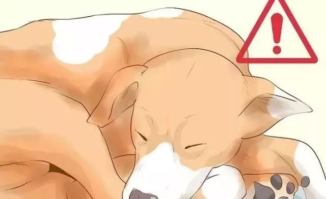 狗狗中暑后好几个小时站不起来,狗狗中暑症状和解救方法及其价格