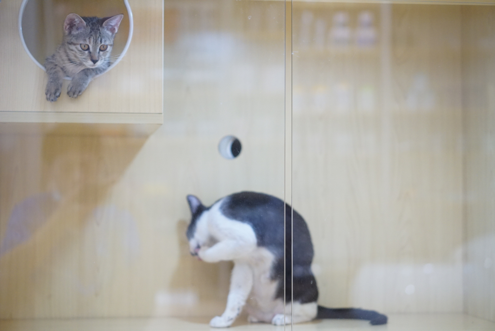 加盟宠物医院菲尔顿宠物药店,菲尔顿宠物招商