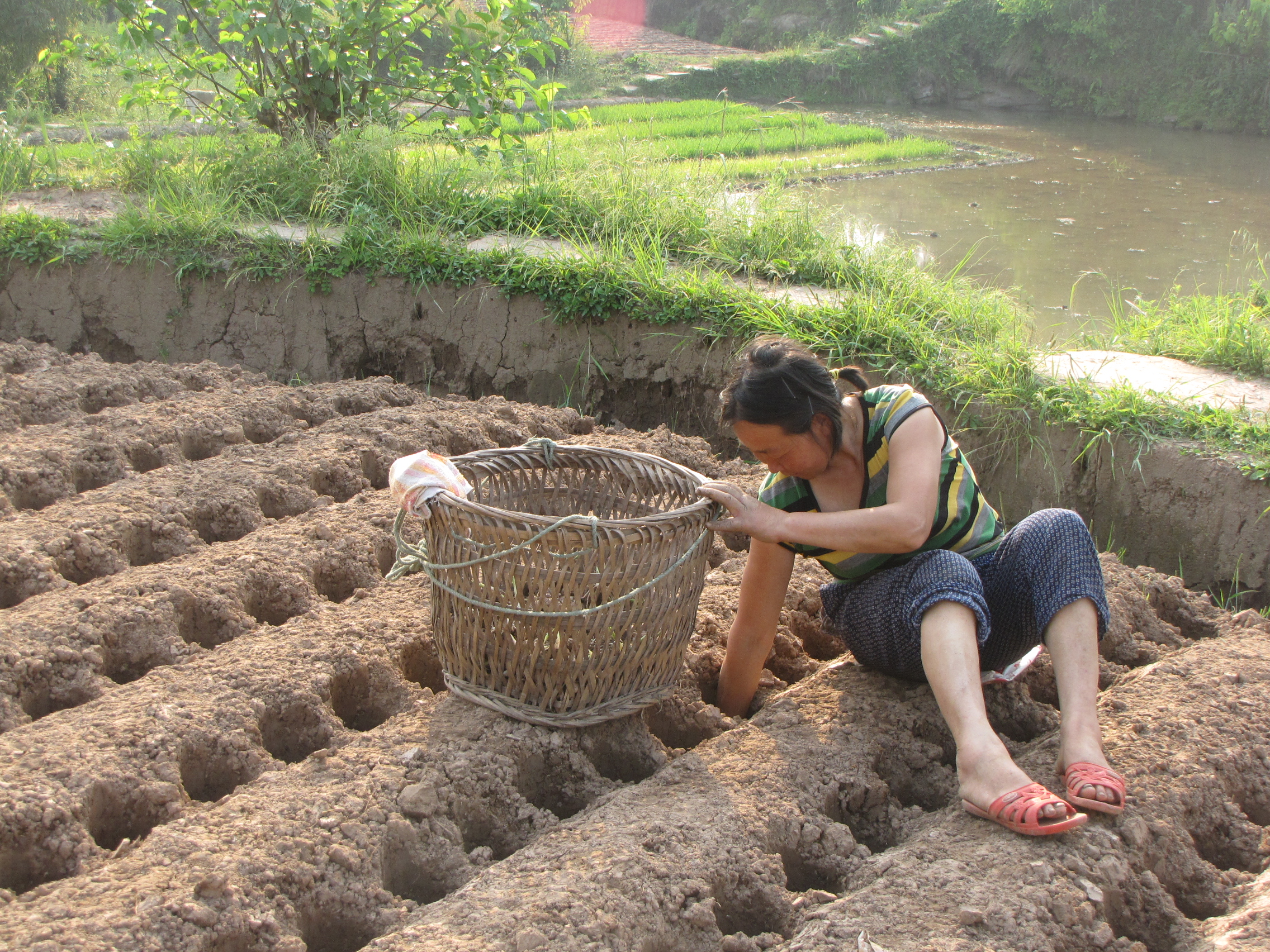 撬窝种植生姜,姜窝种植技术视频