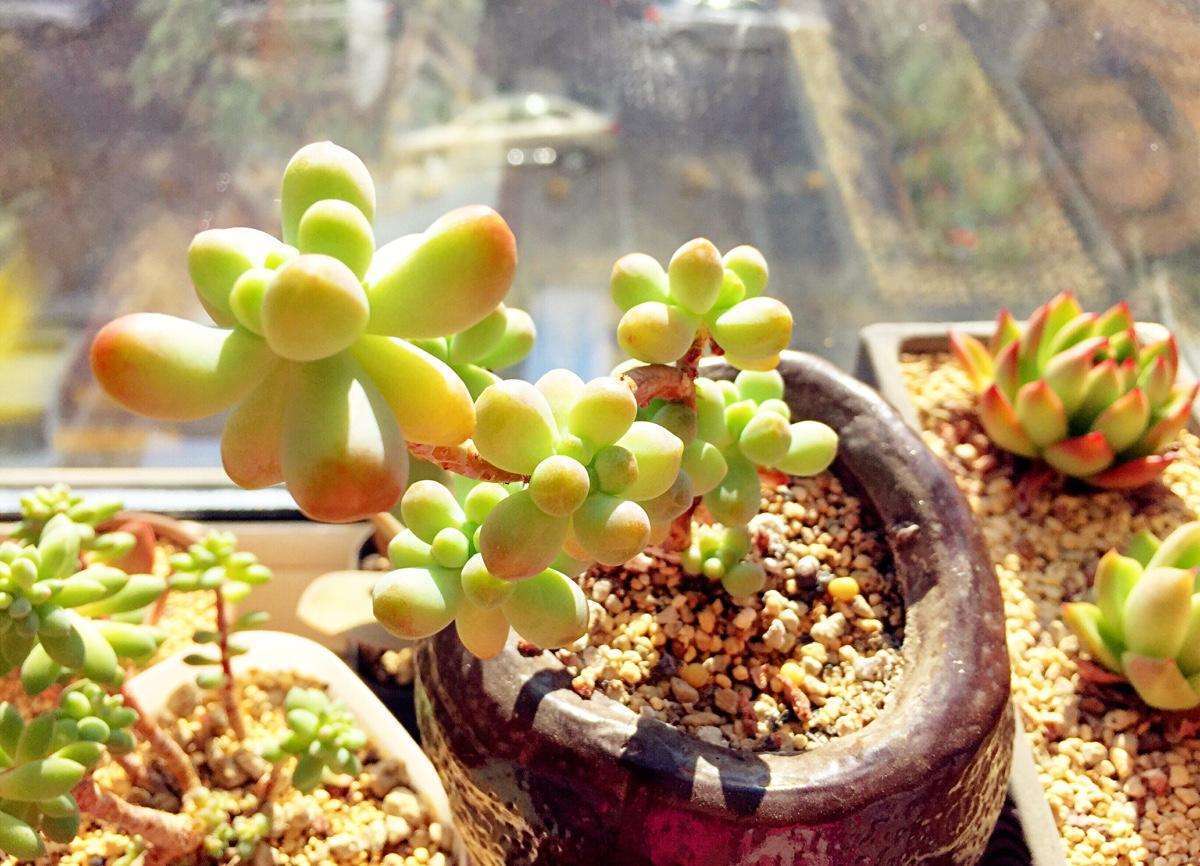 夏季多肉养护方法和注意事项,夏季的多肉应该怎么养护