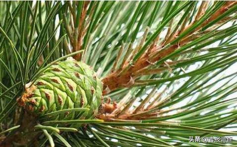 就是这么“牛”!吉林省这些特产入选中欧地理标志协定保护名单