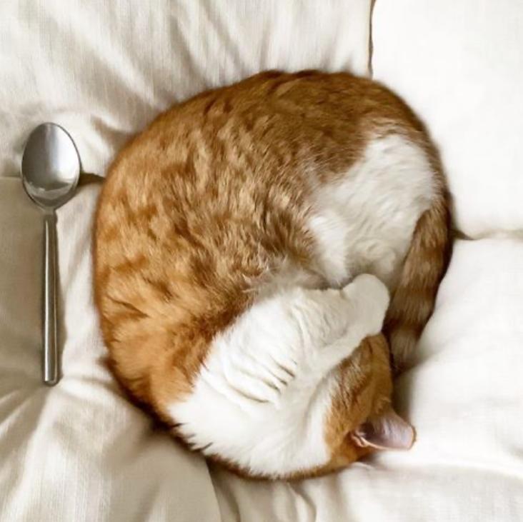 短腿兄妹,全网最火短腿猫