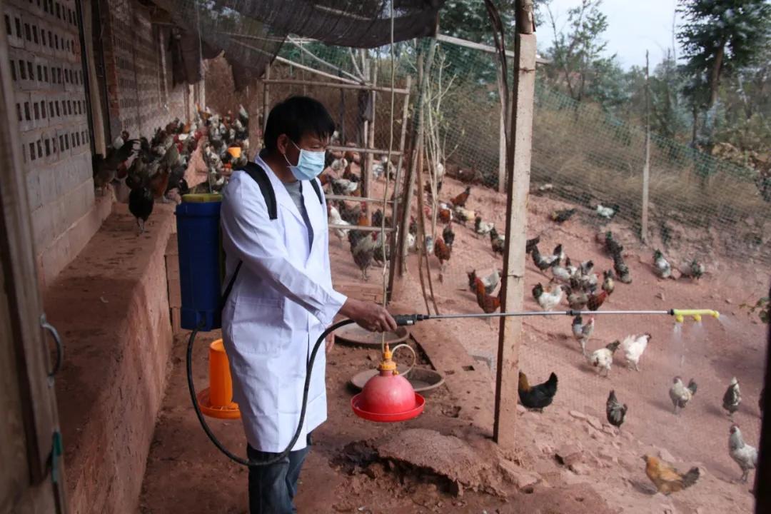 云南大理巍山散养土鸡,云南大理巍山县利客