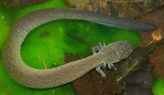 龟类的进化过程图片,龟鳖目动物外形特征