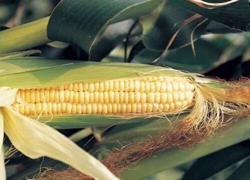 玉米空杆怎么补救最快,玉米空棵什么原因